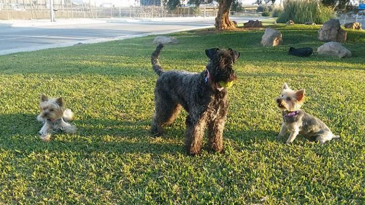 Kerry Blue Terrier. La Cadiera Gioconda.