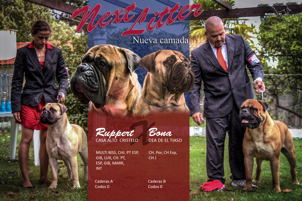 Bullmastiff. Próxima Camada.