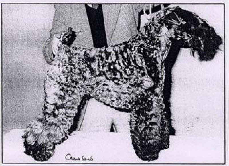 Kerry Blue Terrier. Louisburgh Brigin