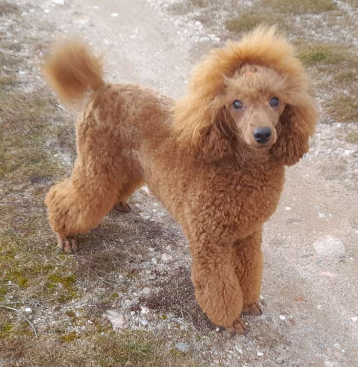 Caniche. Terra Cota D`Lili.