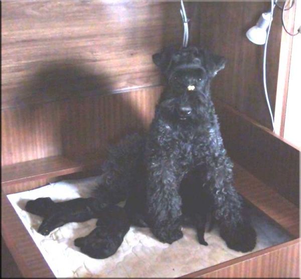 Kerry Blue Terrier. Camada 2X. 