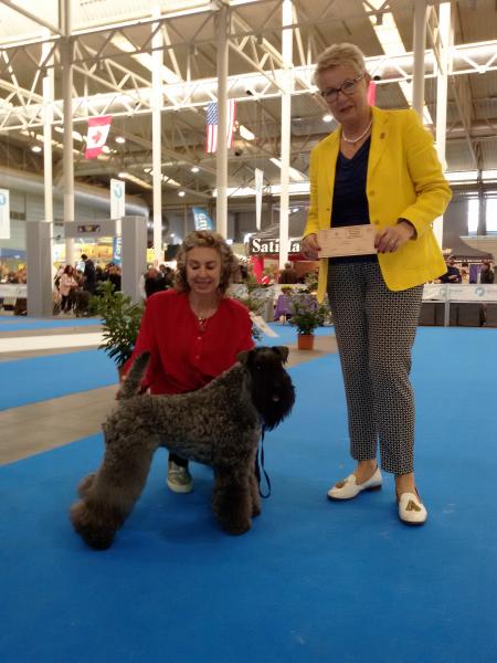 Kerry Blue Terrier.  Ch. La Cadiera Geisha. Exc. 1ª CAC BOS..