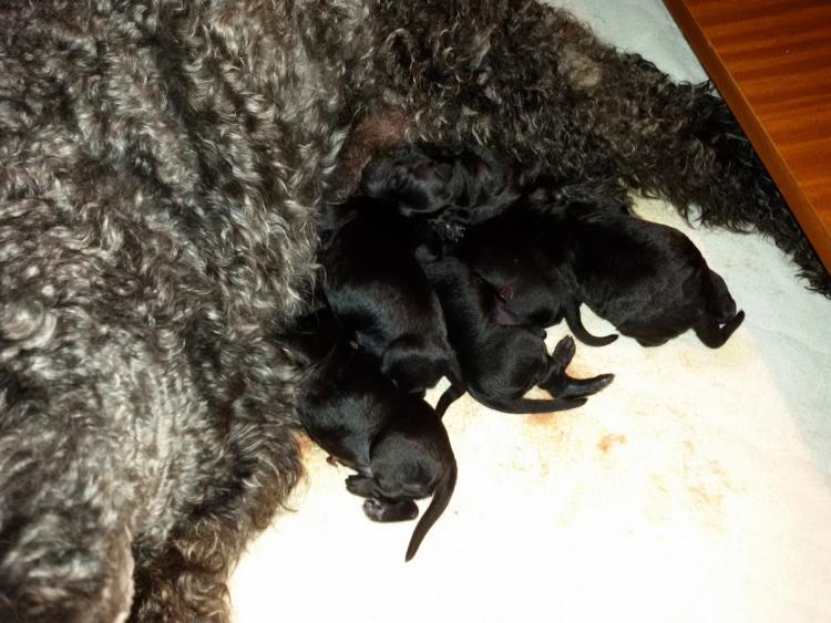 Kerry Blue Terrier. Camada 3i recién nacida.