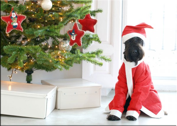 La Cadiera Fortunato. Kerry Blue Terrier. El pequeño precioso Camilo