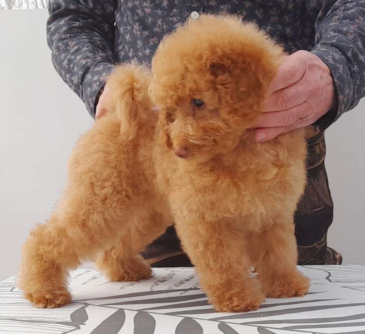 Caniche. Camada 2511. Preciosa hembrita de Caniche Enano.