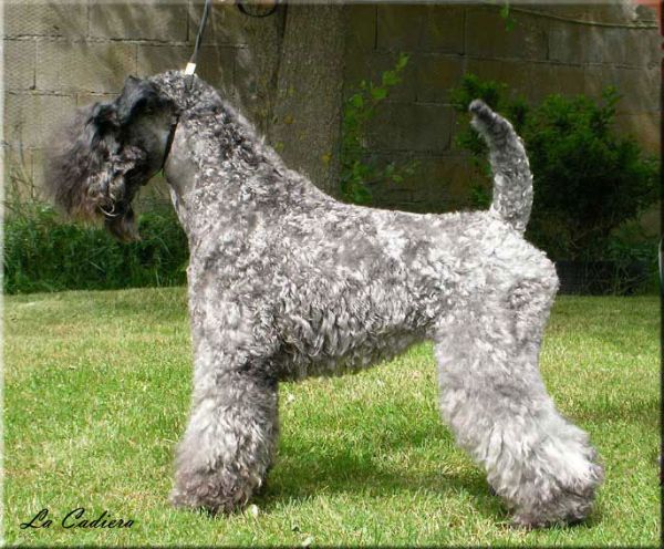 Kerry Blue Terrier. Arigna Electra de la Cadiera. 