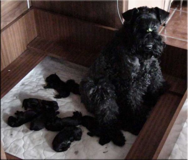 Kerry Blue Terrier. Camada 2Y. 
