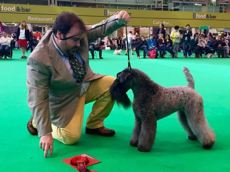 Kerry Blue Terrier. Ch. Awen de Liott.
