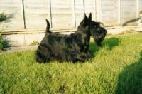 Scottish Terrier. Berrybreeze Eternal Joy.