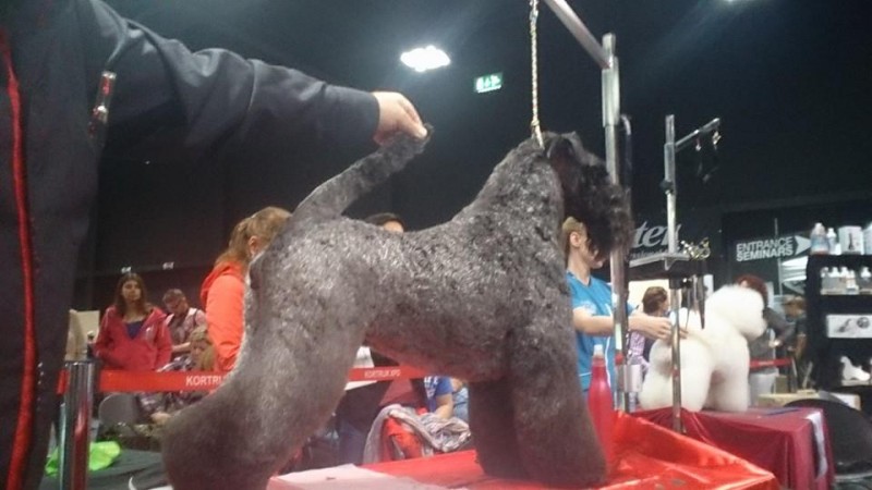 Kerry Blue Terrier. Multi Ch. Bluemont Analivia Purabella at La Cadiera