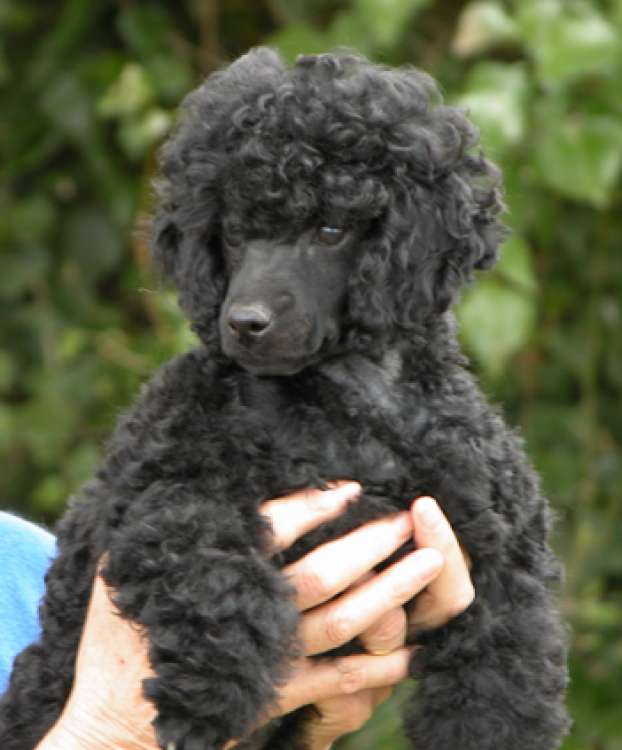 Caniche. Camada 3N. La Cadiera Nicodemo con 11 semanas.