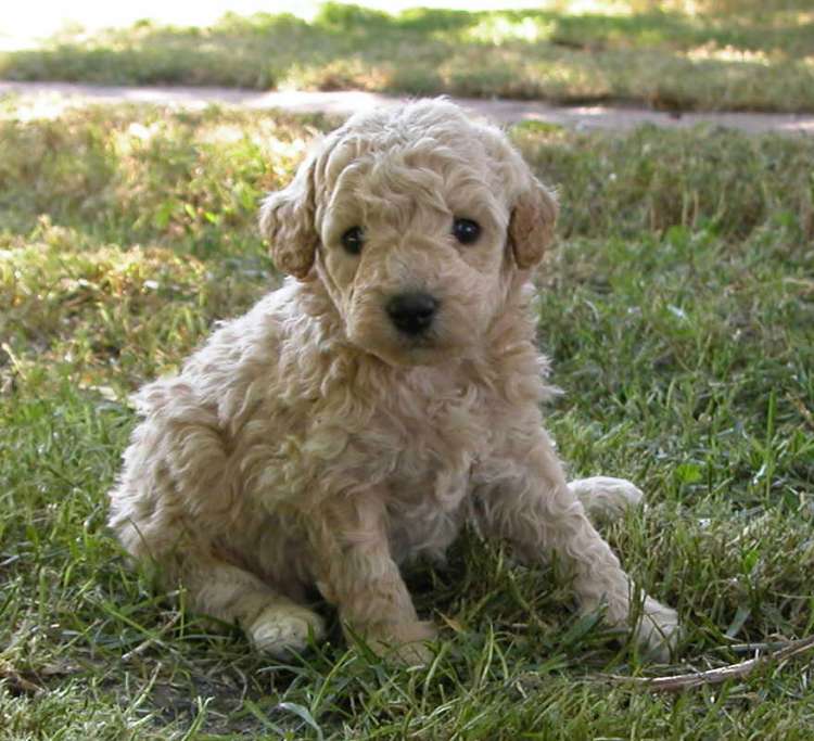 Camada 3L. Con 1 mes. La Cadiera Lady Love. Hembra.