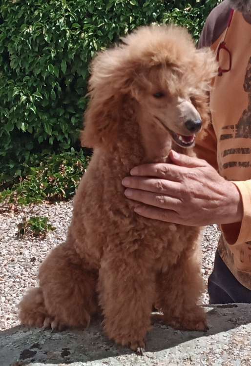 Caniche. La Cadiera Quantum.