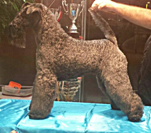 Kerry Blue Terrier. Asi estoy en enero de 2015.