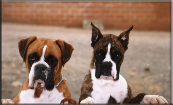 Caniche. Boxer. Popea y Fenix  abuela y madre de Queen.