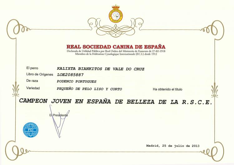 Podenco Portugués.  Titulo Jr. Ch. Kalixta Biankitos de Vale do Cruz.