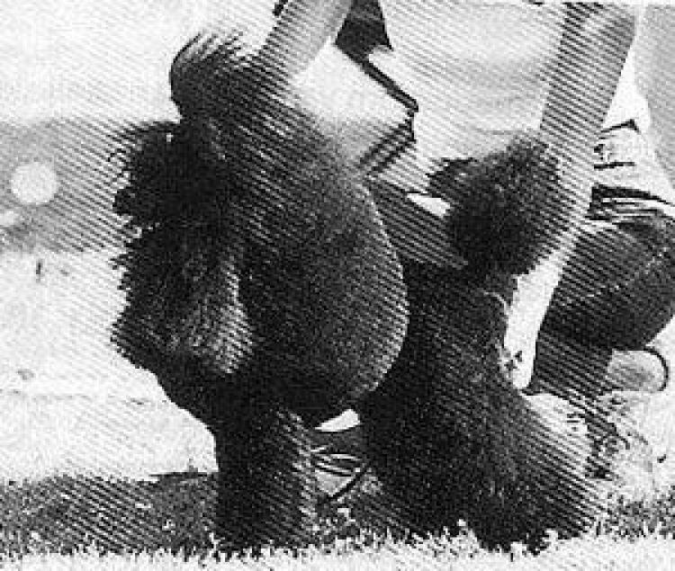 Caniche.  Ch. Topscore Paparazzo.