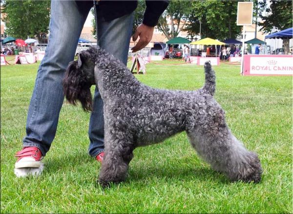 Kerry Blue Terrier. Multi Ch. Reina de Saba de La Cadiera at Bluemont