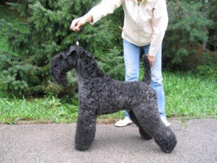 Kerry Blue Terrier.  Ch. Torum´s Smokey Chisholm. Kerry Blue Terrier.  Ch. Torum´s Smokey Chisholm.