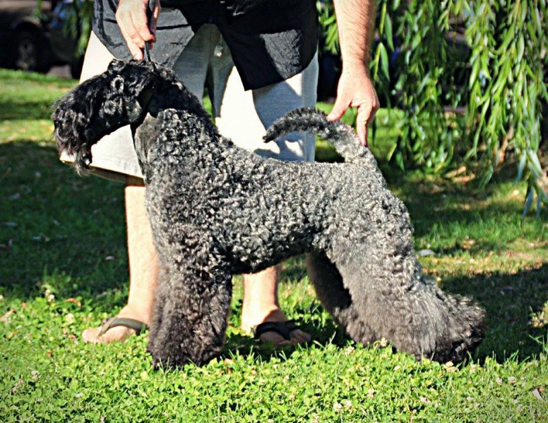 Kerry Blue Terrier. Multi Ch. Bluemont Analivia Purabella at La Cadiera