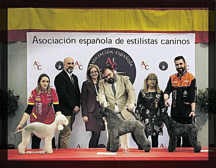 Kerry Blue Terrier. Oro en la Competición de Peluquería de Valladolid 2018.