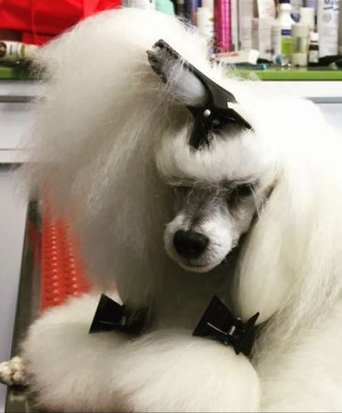 Caniche. Ch. Sugarcotton de Ca La Ruth.