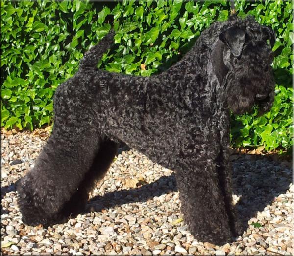 Kerry Blue Terrier. El Jedi de La Cadiera
