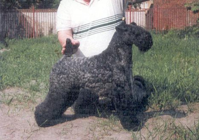 Kerry Blue Terrier. Louisbourgh Shanninbreeze