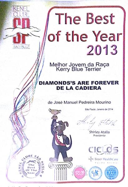 Kerry Blue Terrier.  Jr. Ch. La Cadiera Diamonds Are Forever.