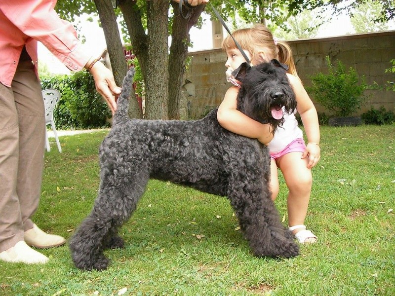 Balada de La Cadiera at La Bruixeta. Kerry Blue Terrier. Ruth con Pru.