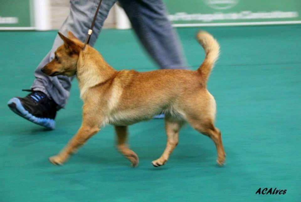 Podenco Portugués.  Ch. Kalixta Biankitos de Vale do Cruz.