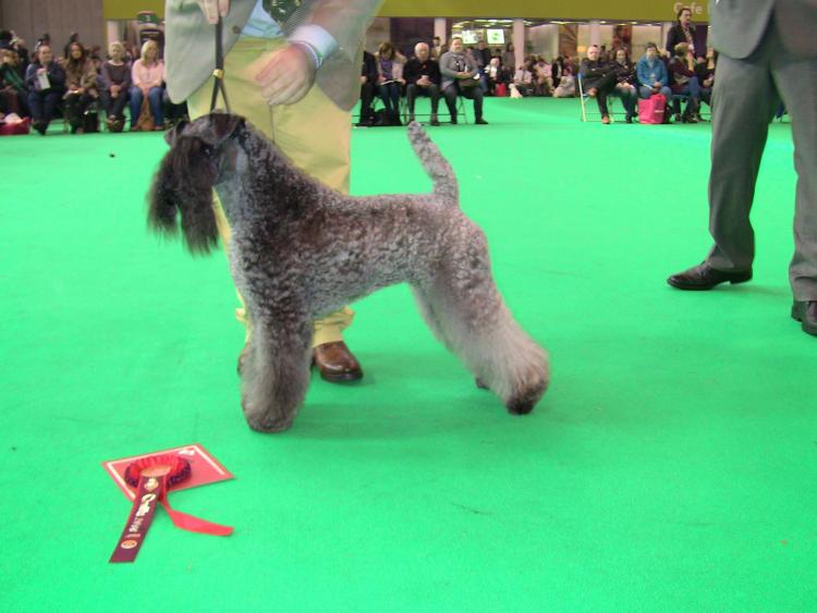 Kerry Blue Terrier.