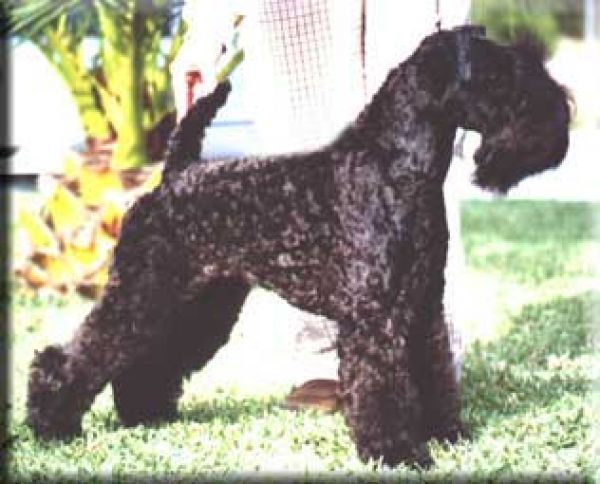 Kerry Blue Terrier. Ch. Huella de La Cadiera.  Kerry Blue Terrier. Ch. Huella de La Cadiera.