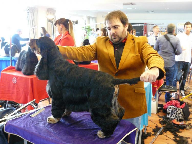 Cocker Spaniel Inglés.