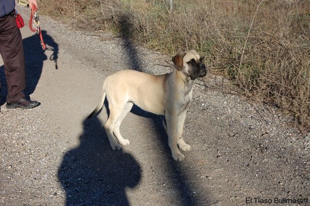 Bullmastiff. Tuffnell Lady Hawk.