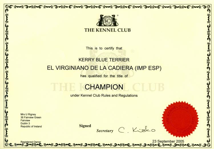 Kerry Blue Terrier.  English Ch. El Virginiano de La Cadiera.