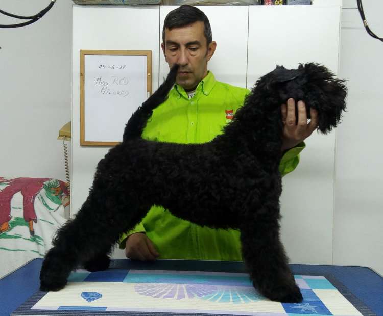 Kerry Blue Terrier. Northbound Hymn To La Cadiera.