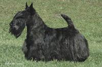 Scottish Terrier. Dundee Sparkling Ruby.