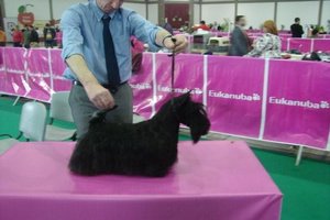 Scottish Terrier. Filisite Brash Glamorous Delight.