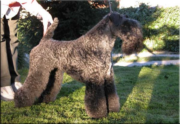 Kerry Blue Terrier. Condesa Lamanquesa, La. 