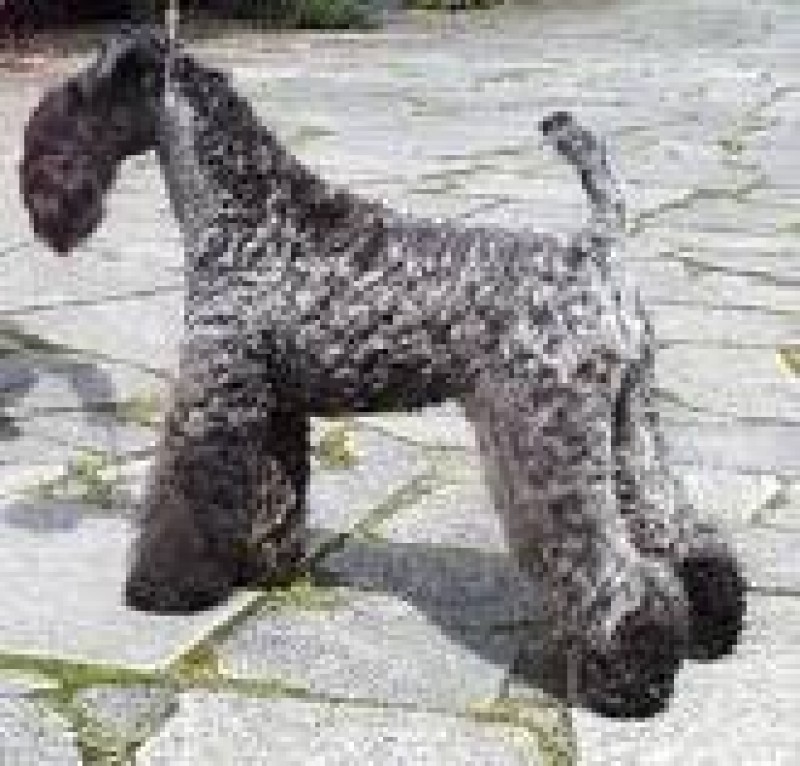 Kerry Blue Terrier. Louisburgh Irish Nina