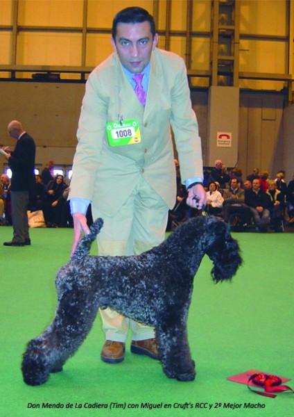 Kerry Blue Terrier.