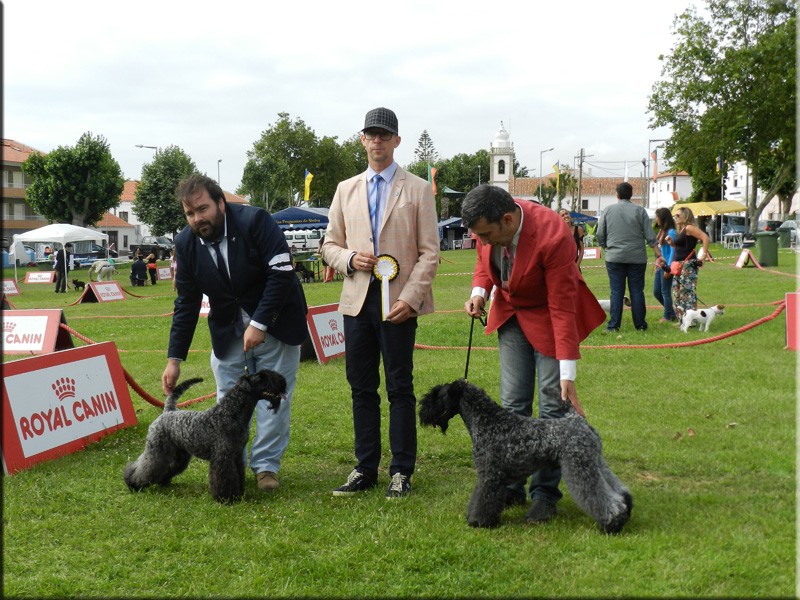 Kerry Blue Terrier. Ch. Bluemont Analivia Purabella at La Cadiera. Ch. Spain, Ch. Portugal. Kerry Blue Terrier. Ch. Bluemont Analivia Purabella at La Cadiera. Ch. Spain, Ch. Portugal.