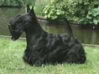 Scottish Terrier. Raglan Roslin Williams.