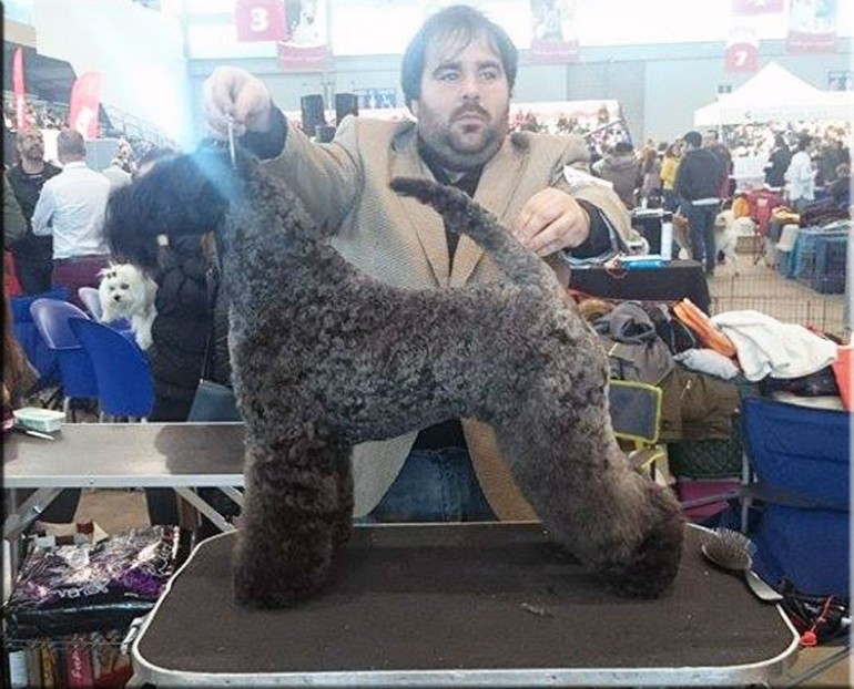 Kerry Blue Terrier. Ch. Bluemont Analivia Purabella at La Cadiera. Exc. 1ª-CAC-CACIB - BOB y BOG 3ª. 