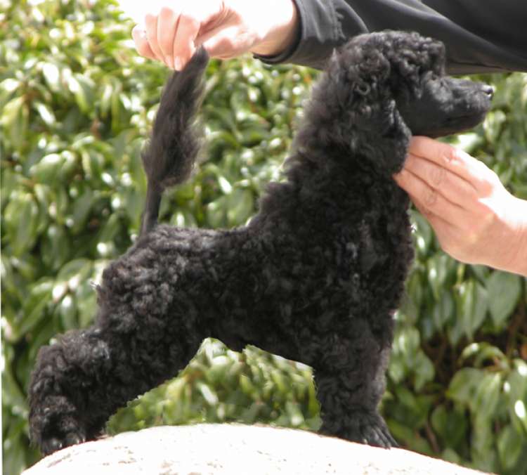Caniche. Camada 3N. La Cadiera Noche Loca con 11 semanas.