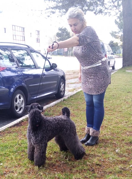Kerry Blue Terrier.  Ch. La Cadiera Geisha. C.A.C. B.O.S..