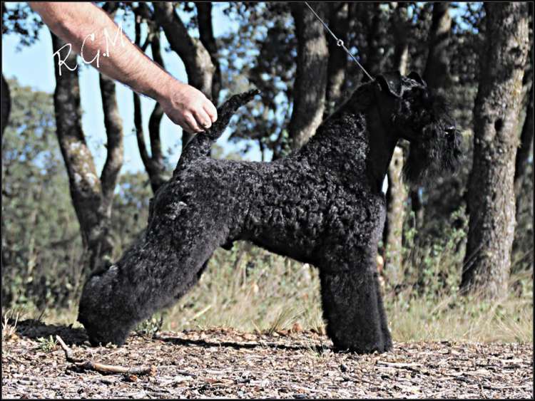 Kerry Blue Terrier.