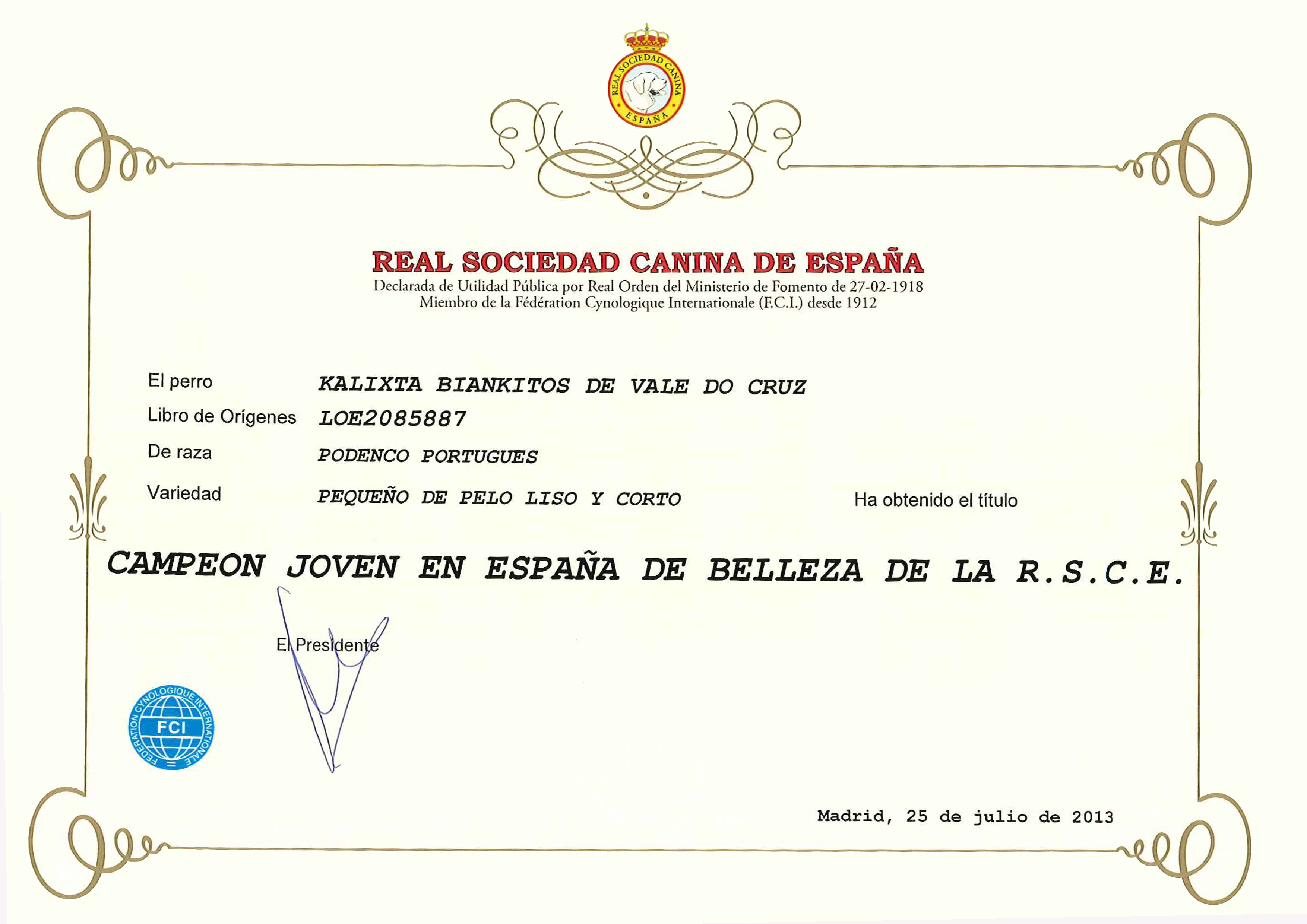 Podenco Portugués.  Ch. Kalixta Biankitos de Vale do Cruz. Podenco Portugués.  Ch. Kalixta Biankitos de Vale do Cruz.