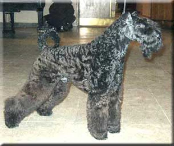 Kerry Blue Terrier. Ch. Zacarias de La Cadiera. 